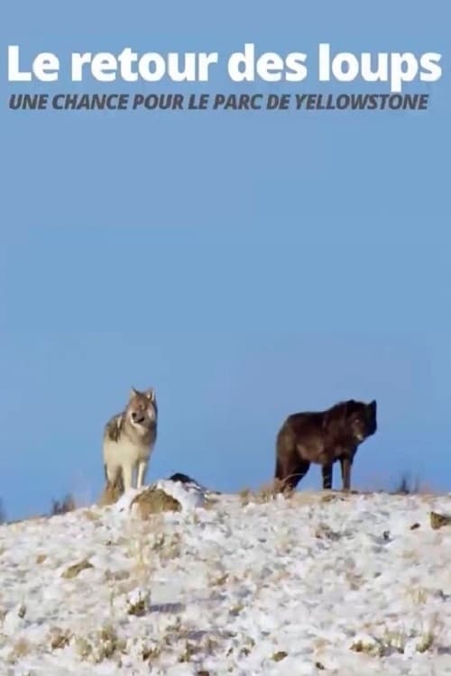 The Return of the Wolves: The Miracle in Yellowstone National Park