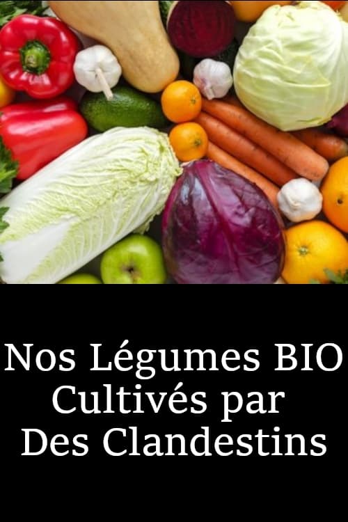 Nos Légumes BIO Cultivés par  Des Clandestins