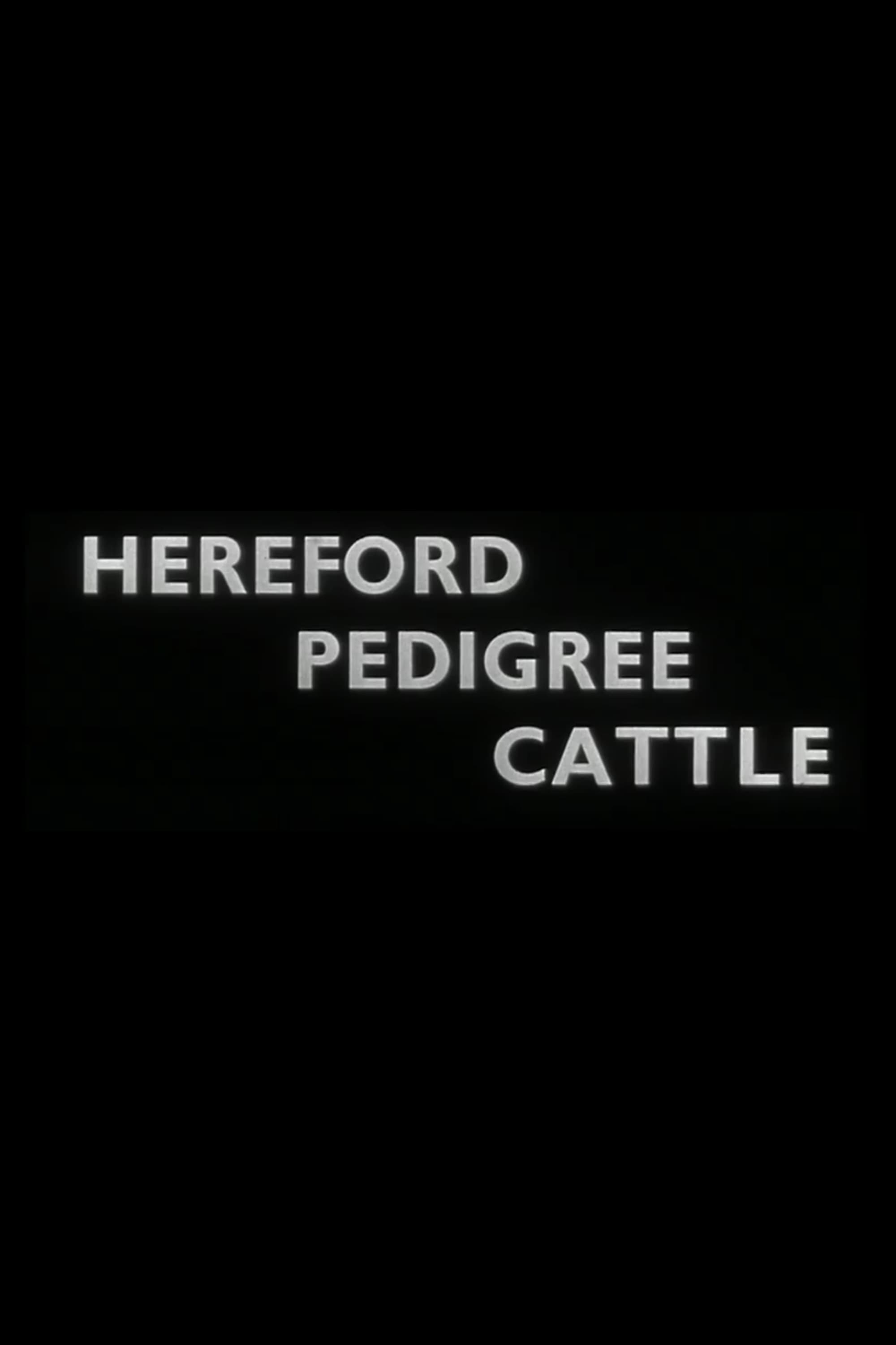 Hereford Pedigree Cattle