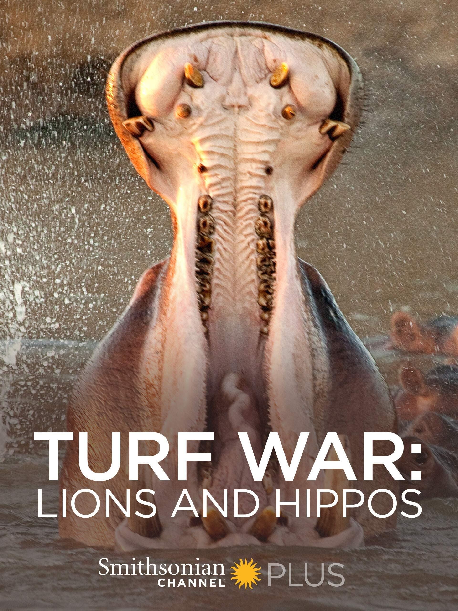 Turf War: Lions and Hippos