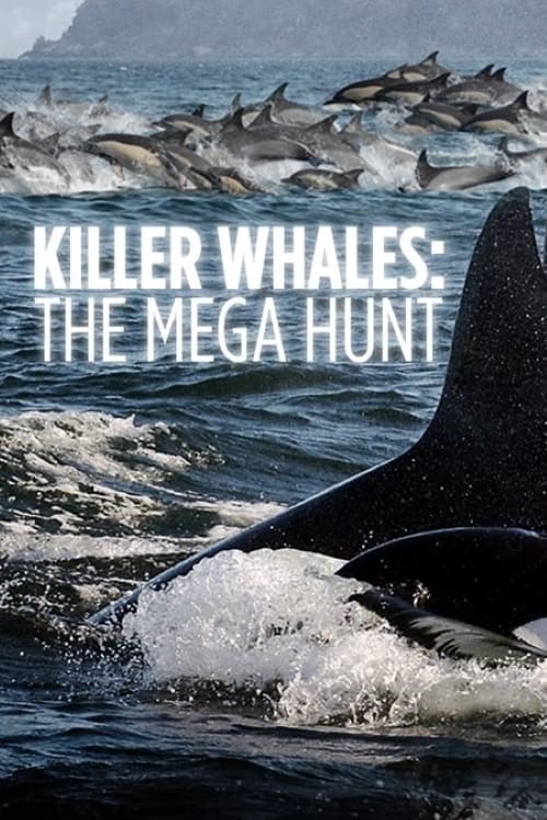 Orcas Beutezug vor Südafrika