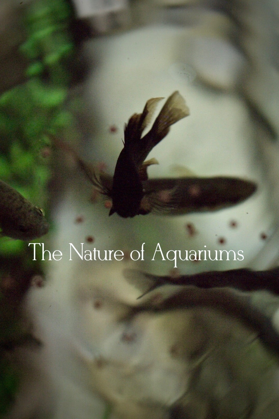 The Nature of Aquariums