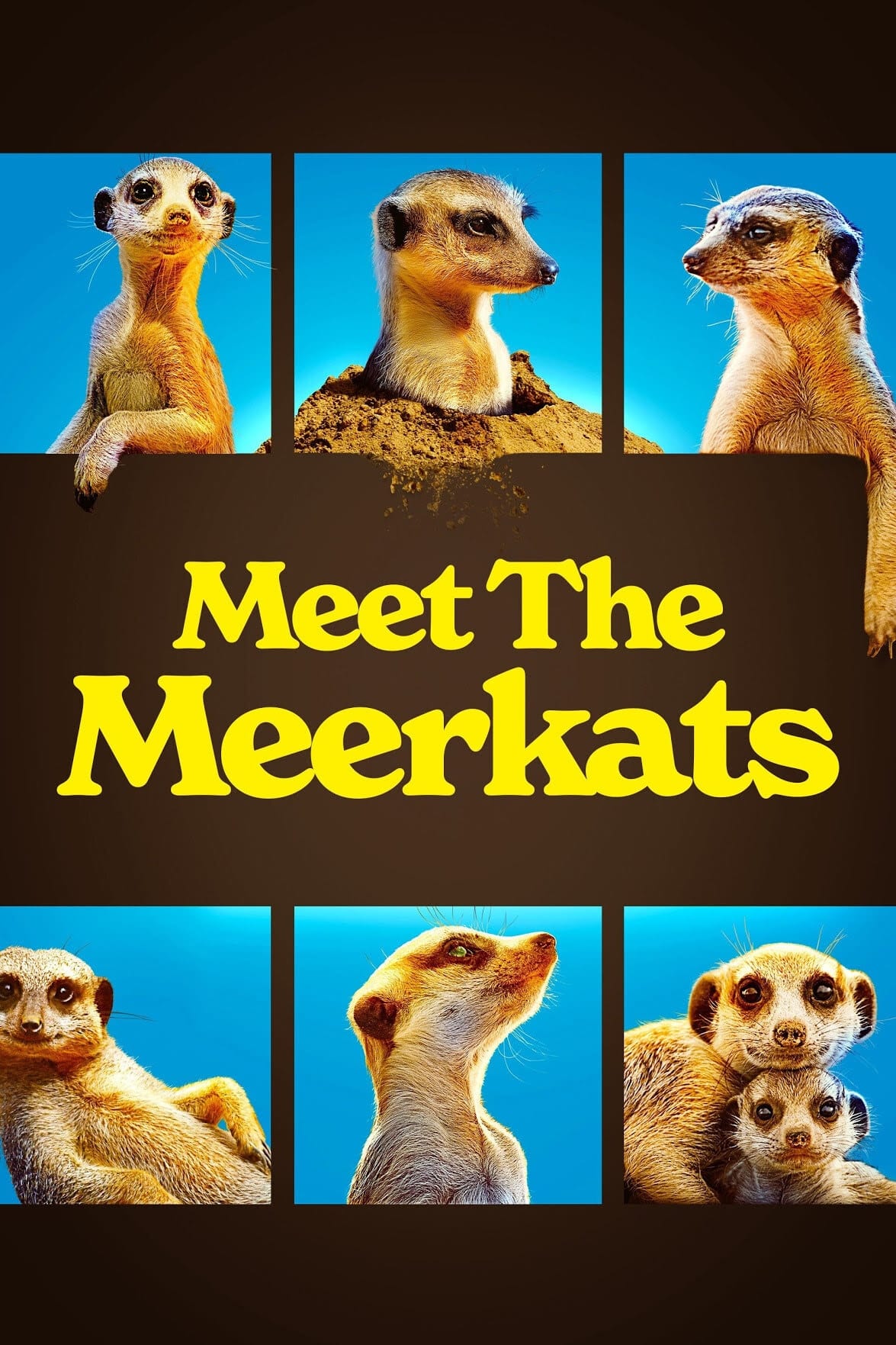 Meet The Meerkats
