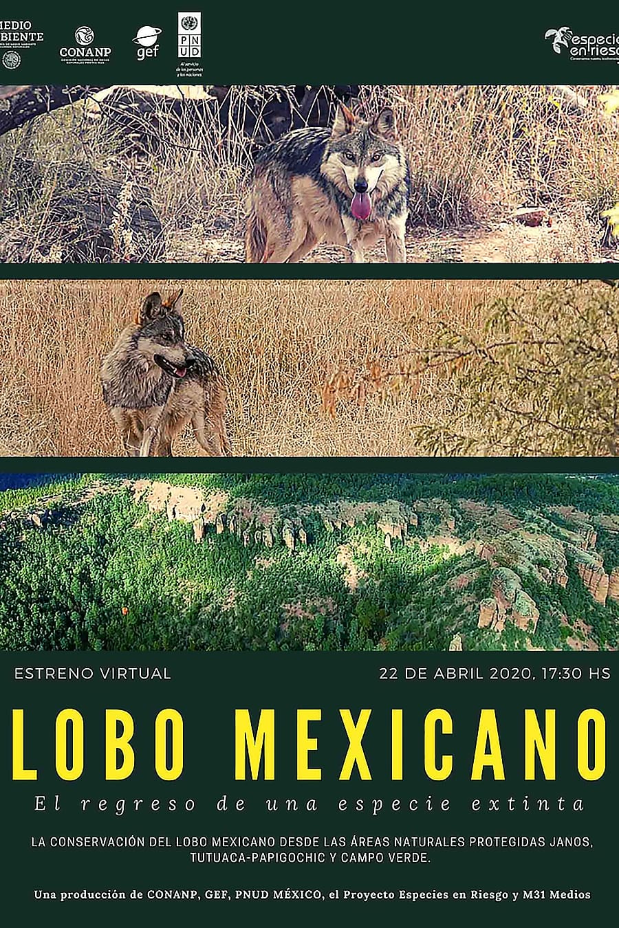 Lobo Mexicano