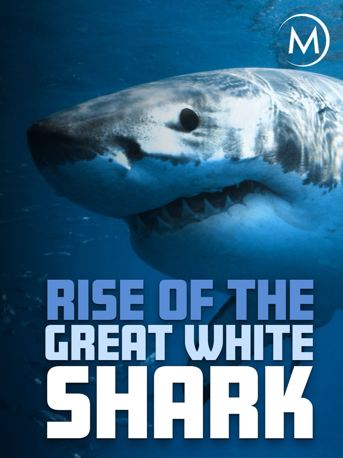 Rise Of The Great White Shark