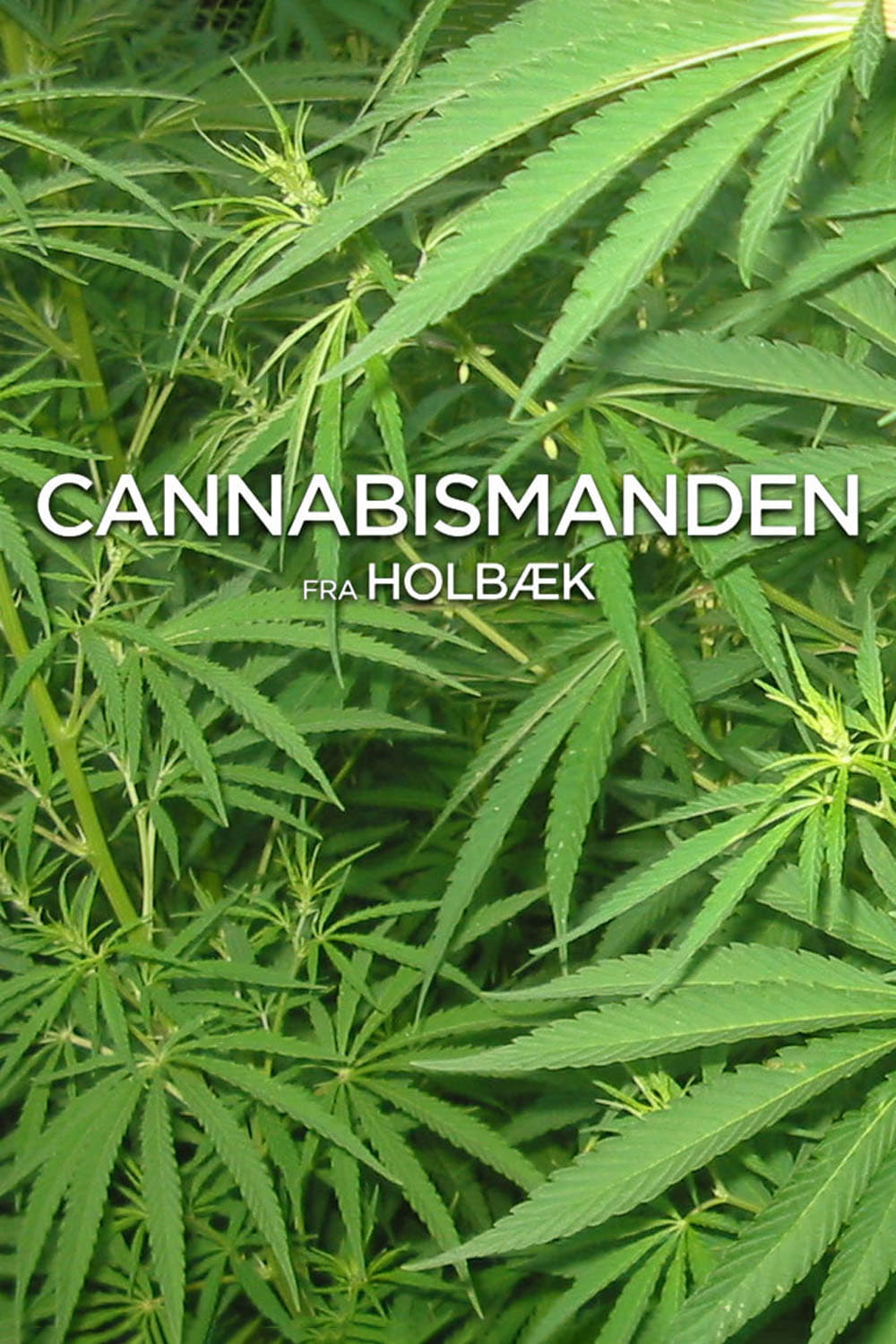 Cannabismanden fra Holbæk