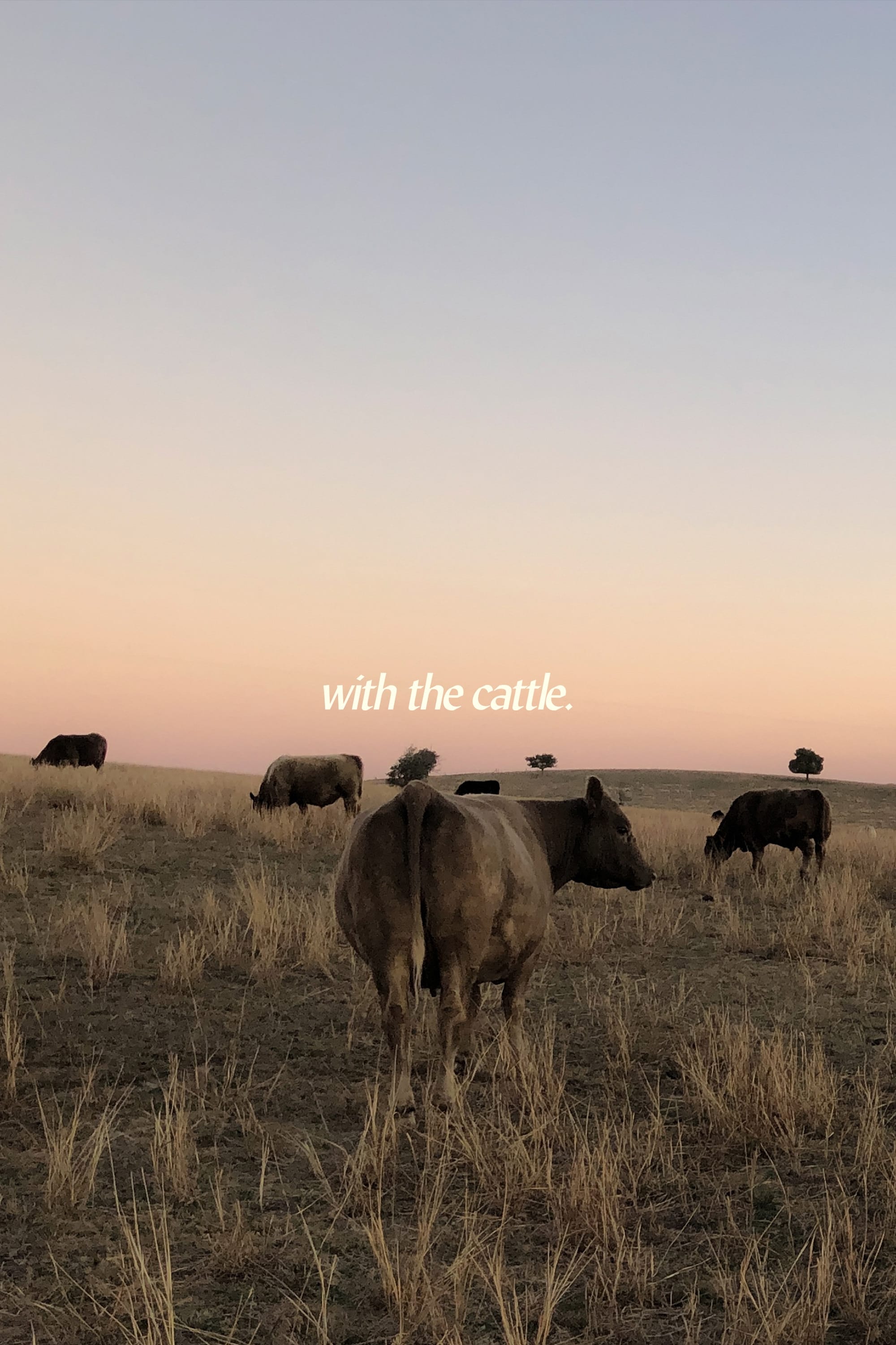 With the Cattle