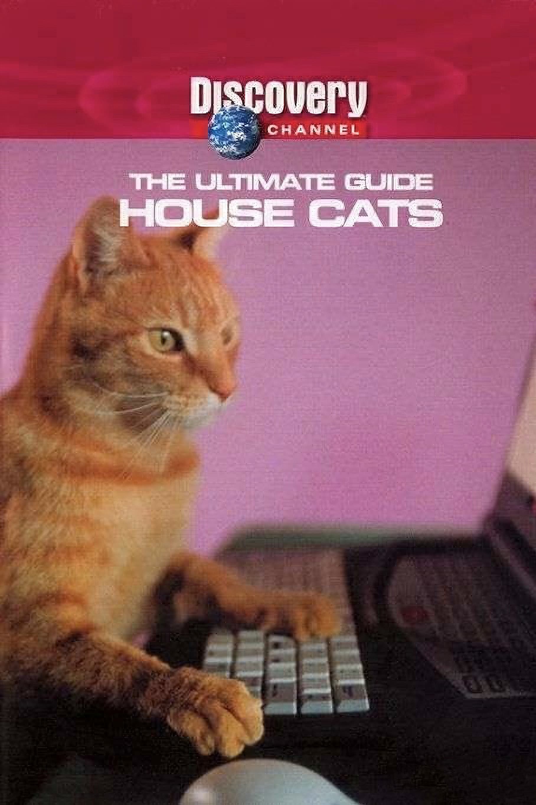 The Ultimate Guide: House Cats
