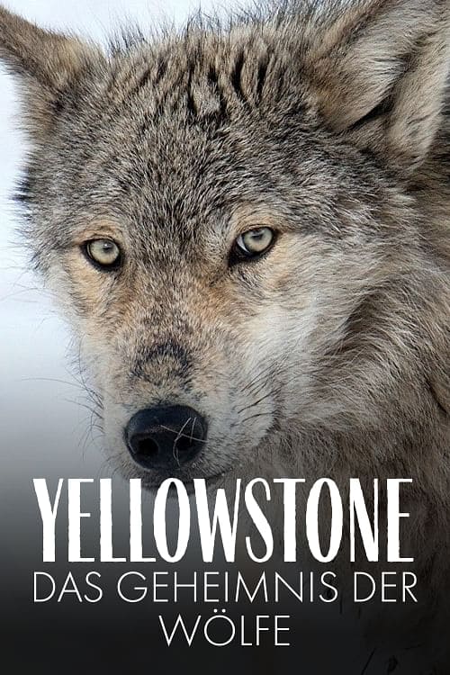 Yellowstone: The Mystery of the Wolves
