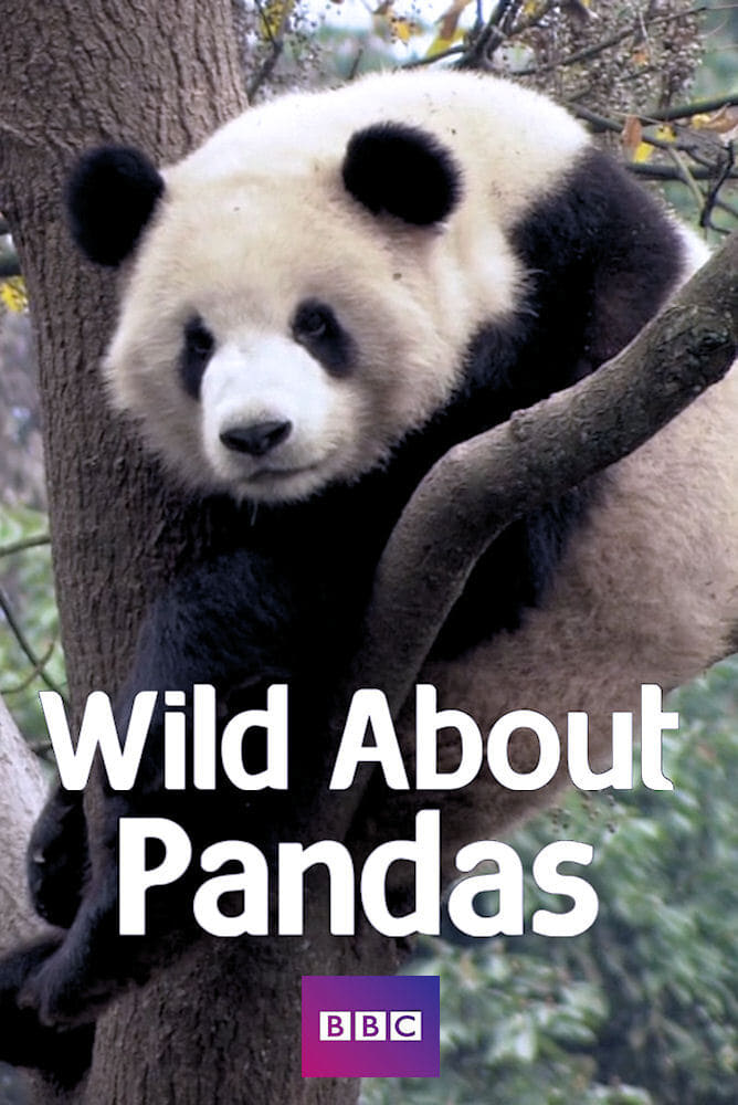 Wild About Pandas