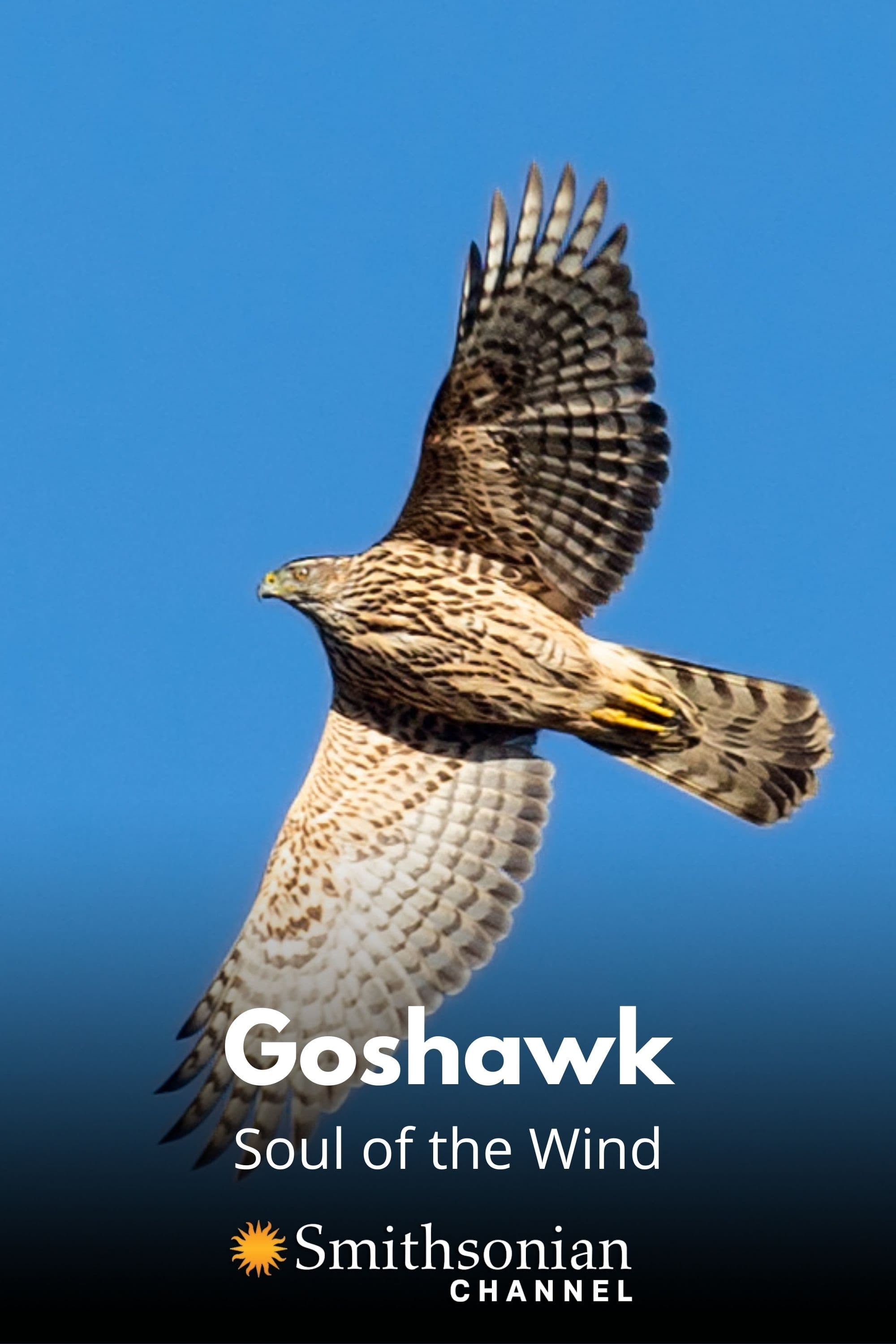 Goshawk - Soul of the Wind
