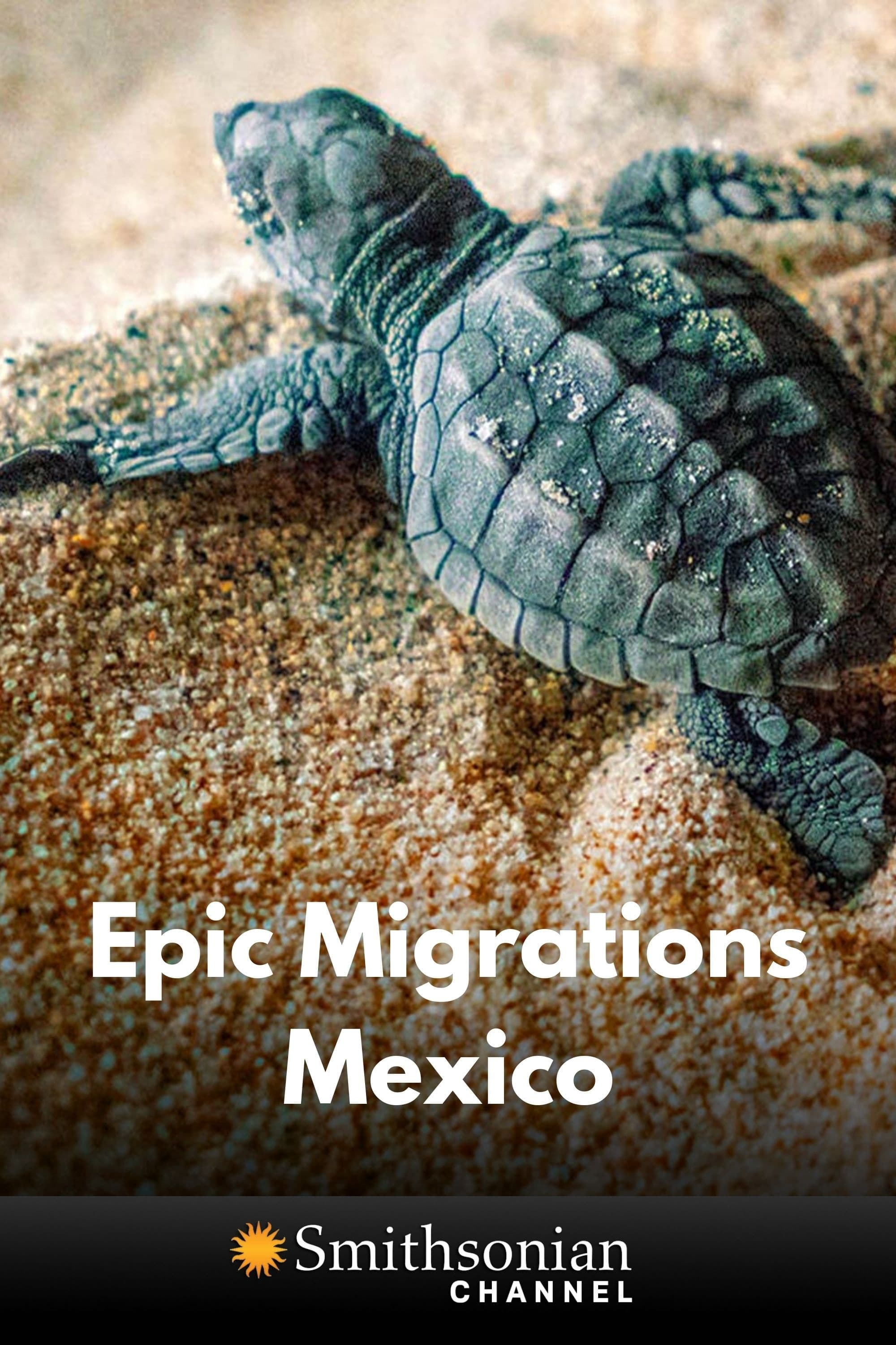Epic Animal Migrations: Mexico