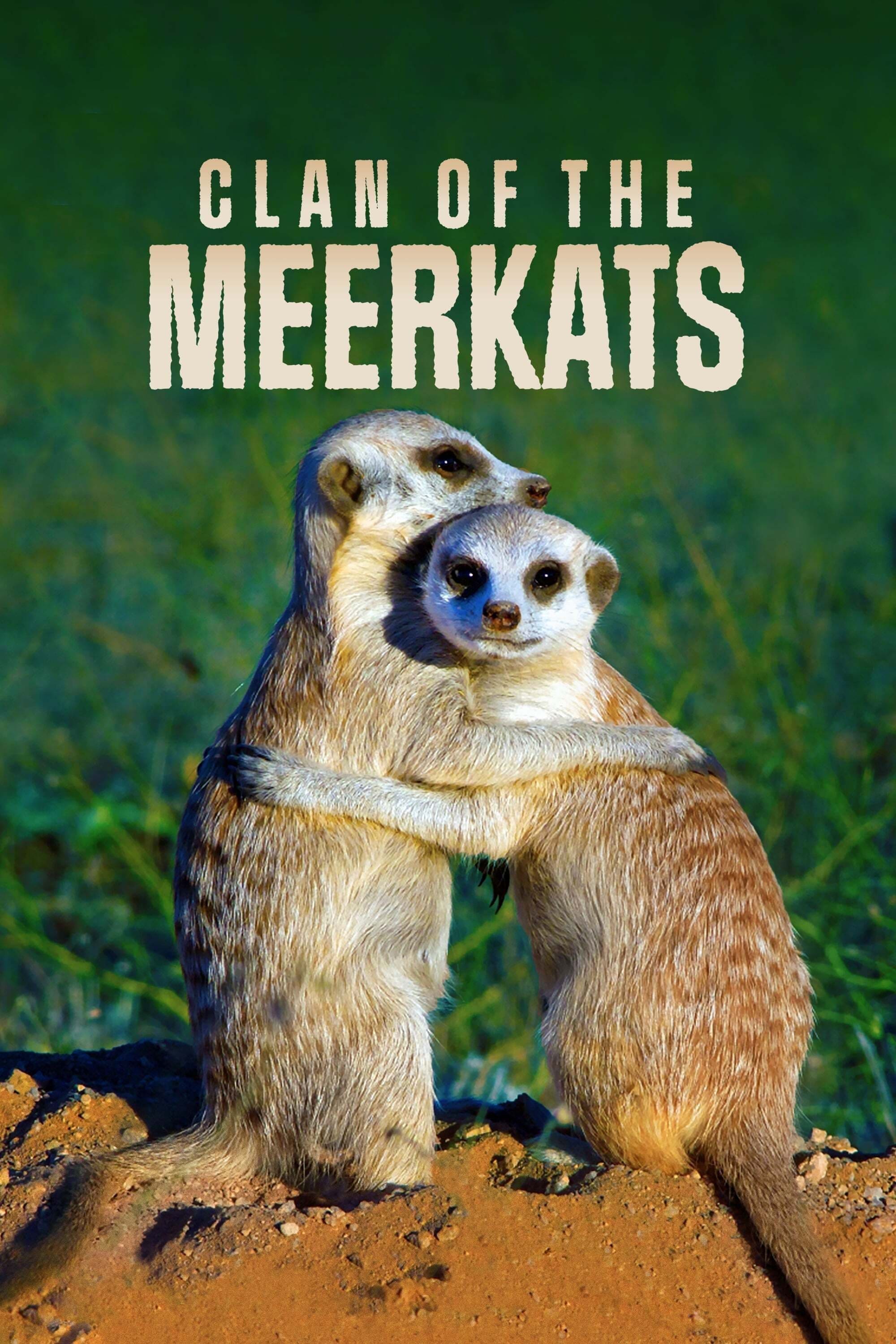 Clan of the Meerkat