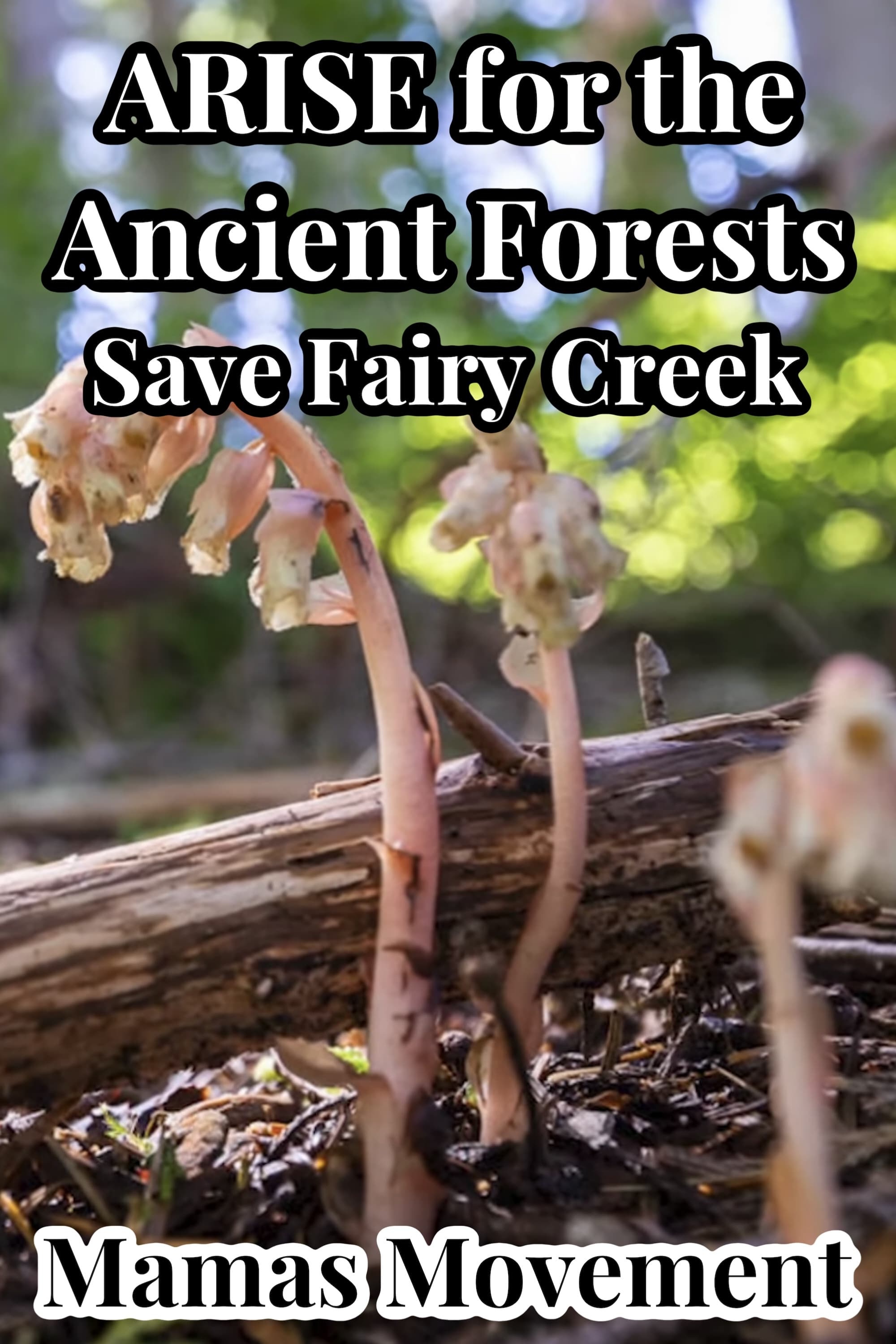 ARISE for the Ancient Forests | Save Fairy Creek