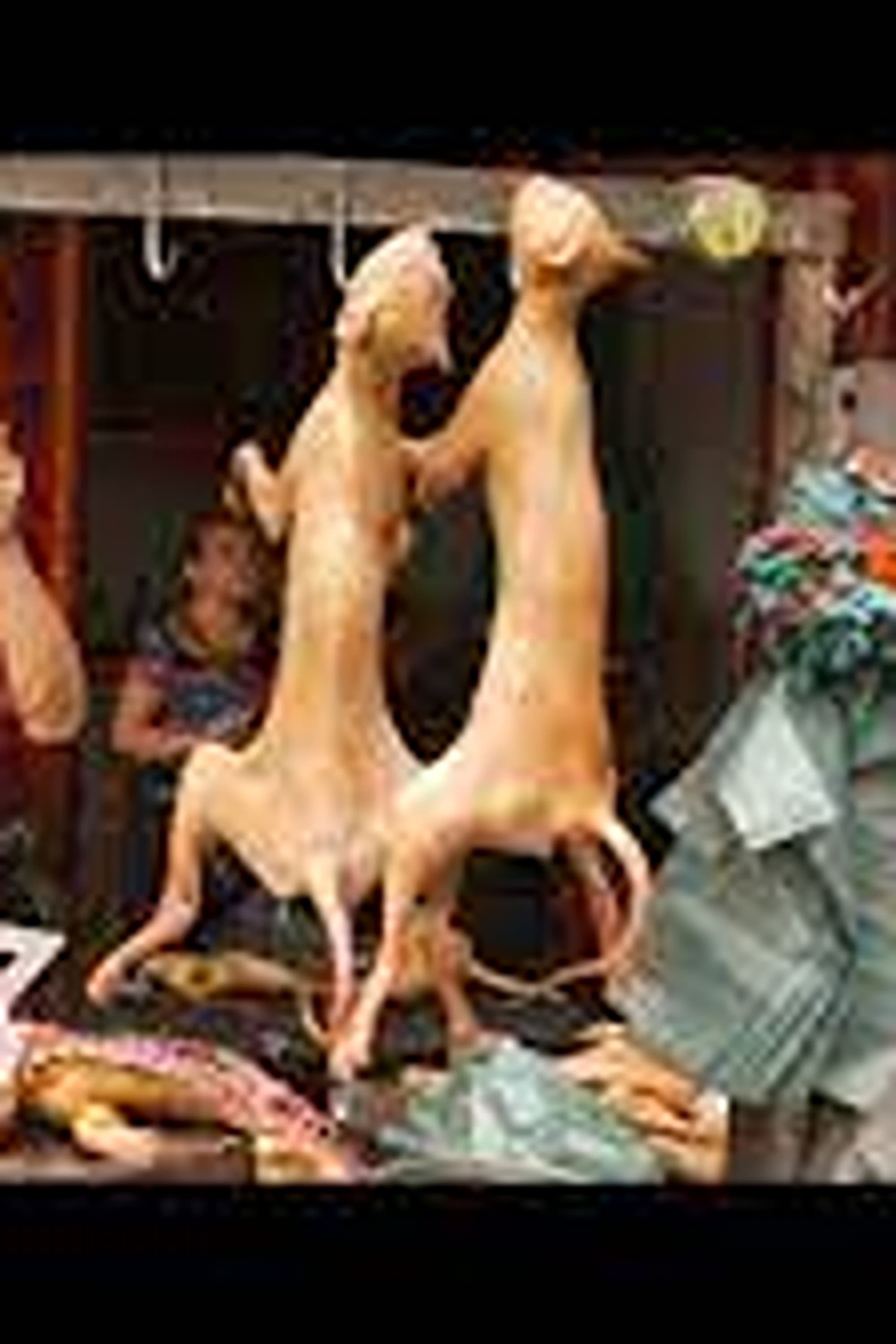 Dining on Dogs in Yulin