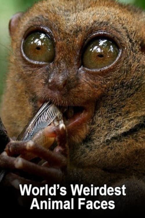 World's Weirdest Animal Faces