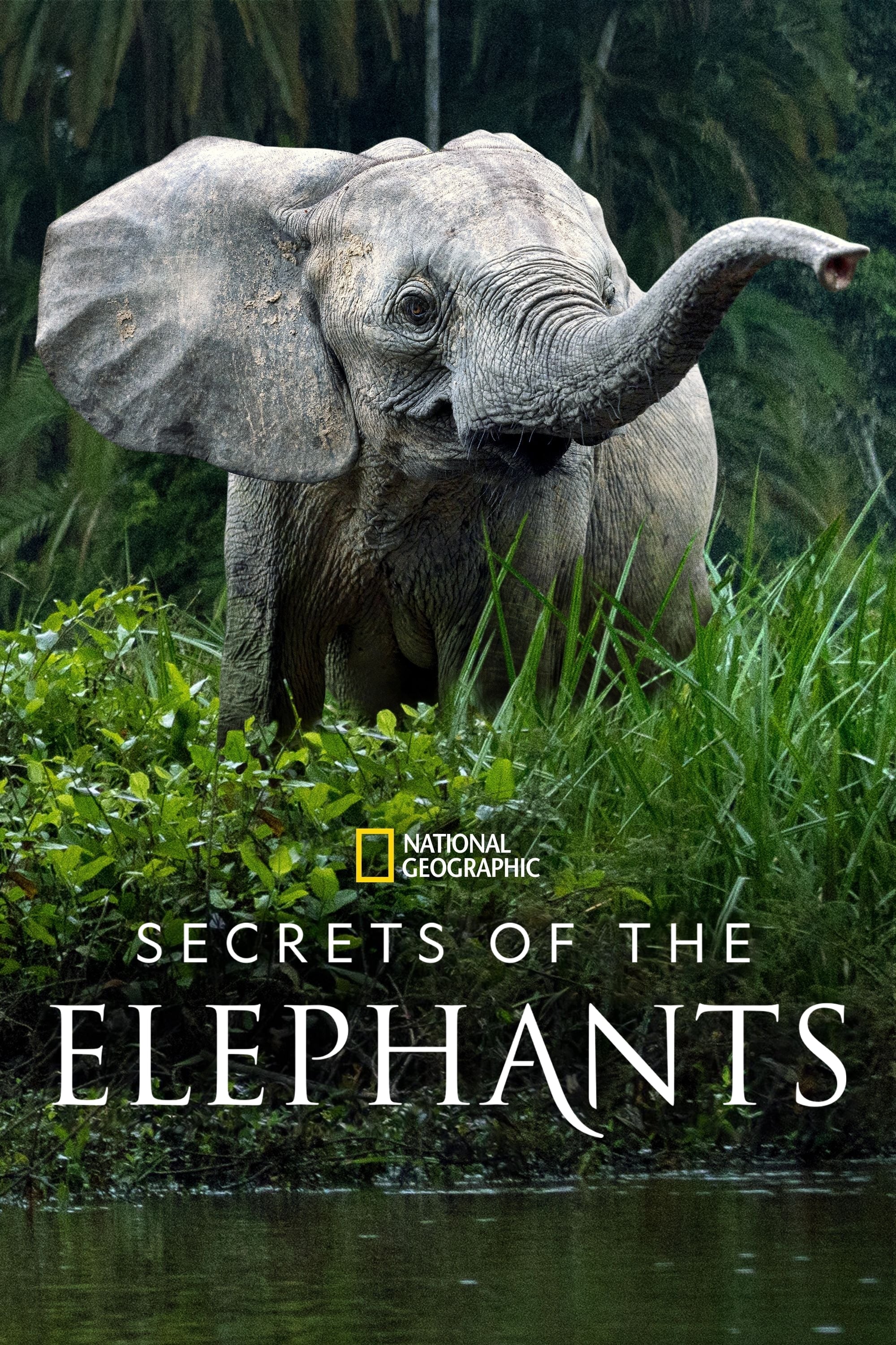 Die geheimnisvolle Welt der Elefanten