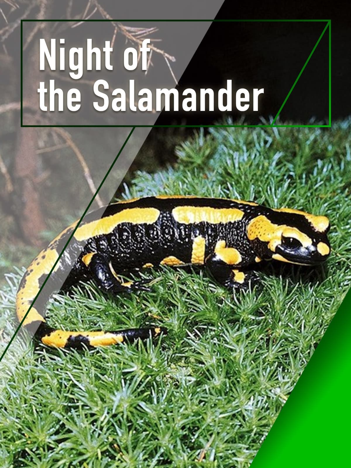 Night of the Salamander