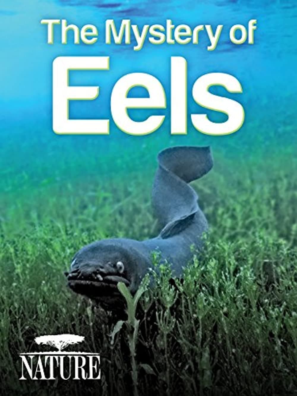The Mystery of Eels