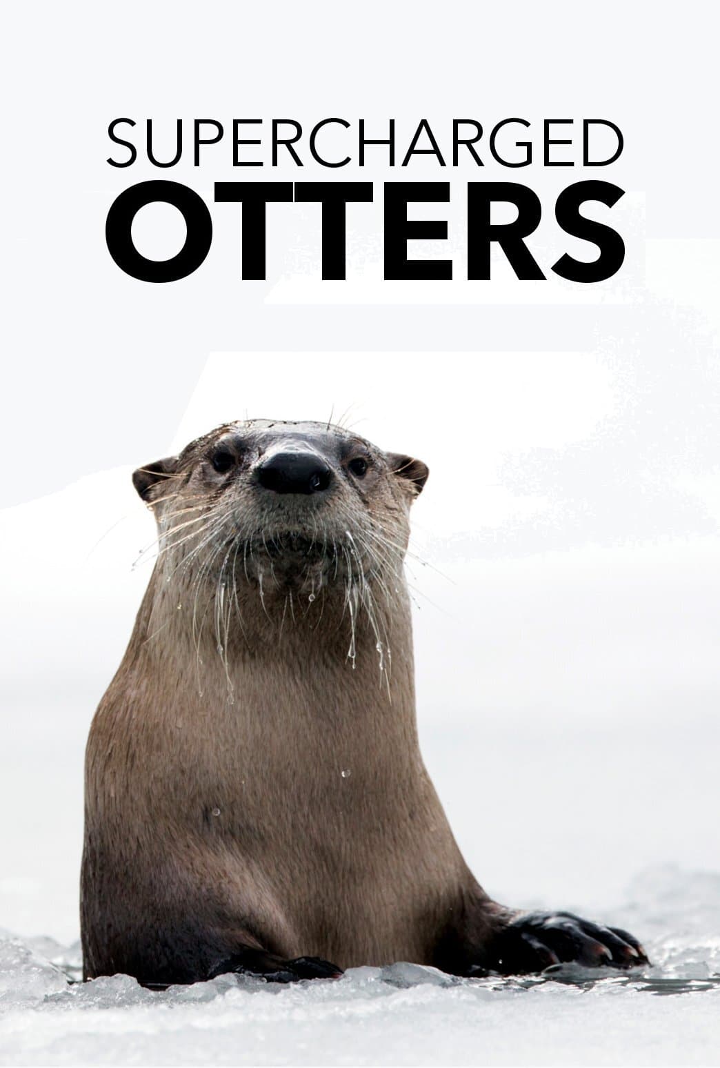 Supercharged Otters