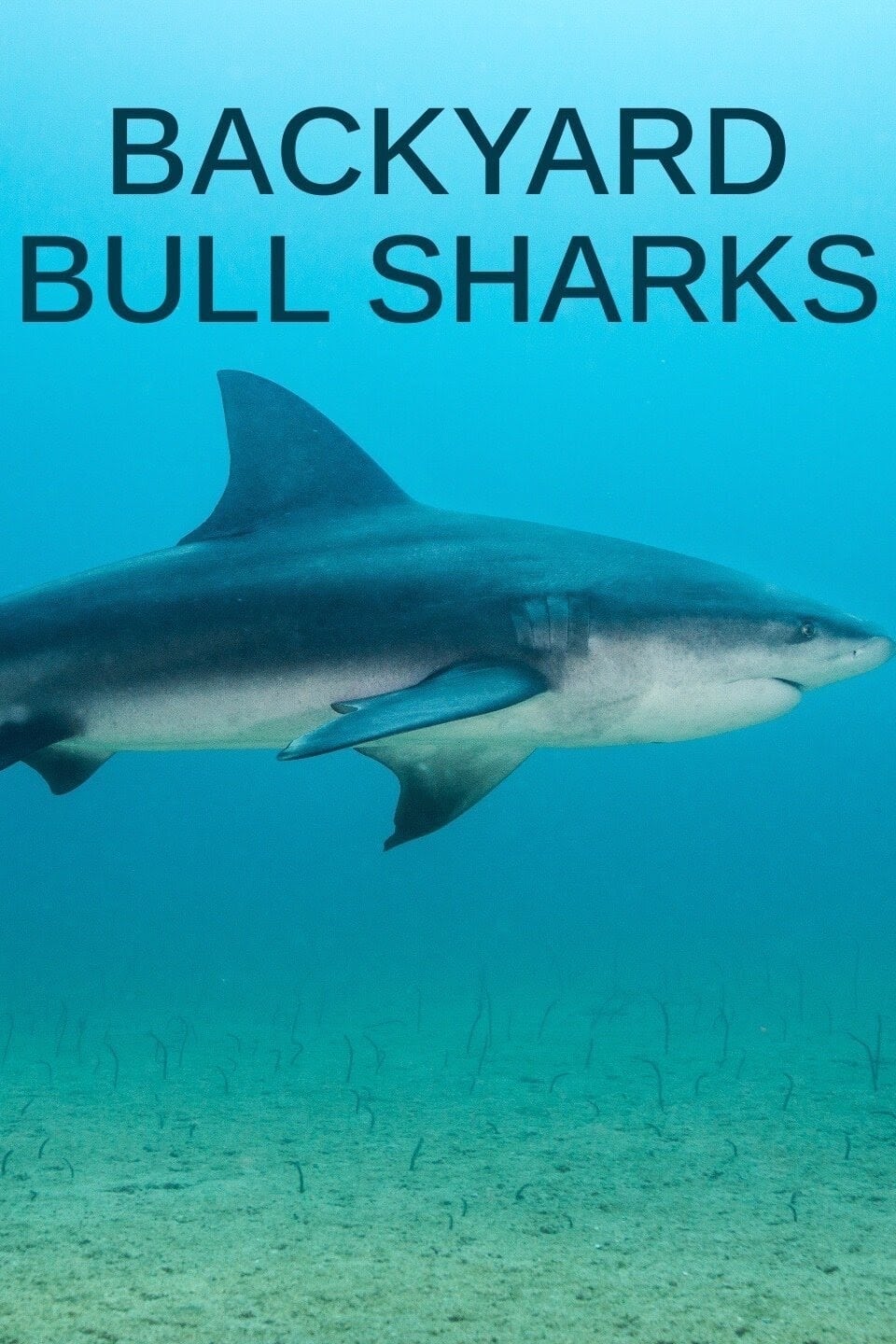 Backyard Bull Sharks