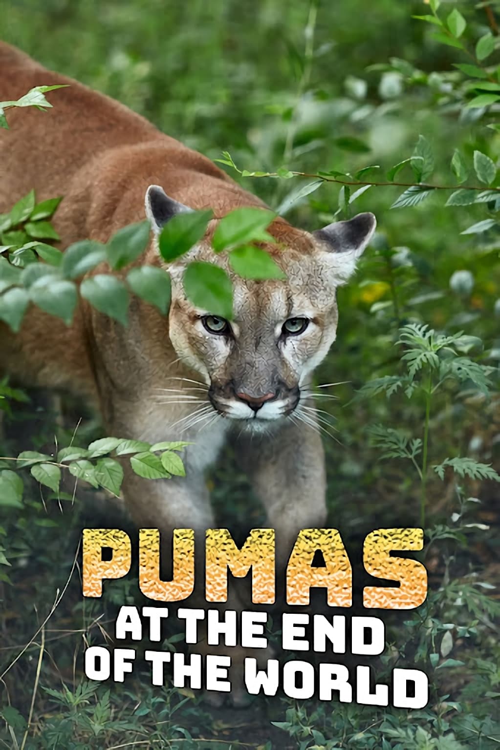 Pumas At The End of The World