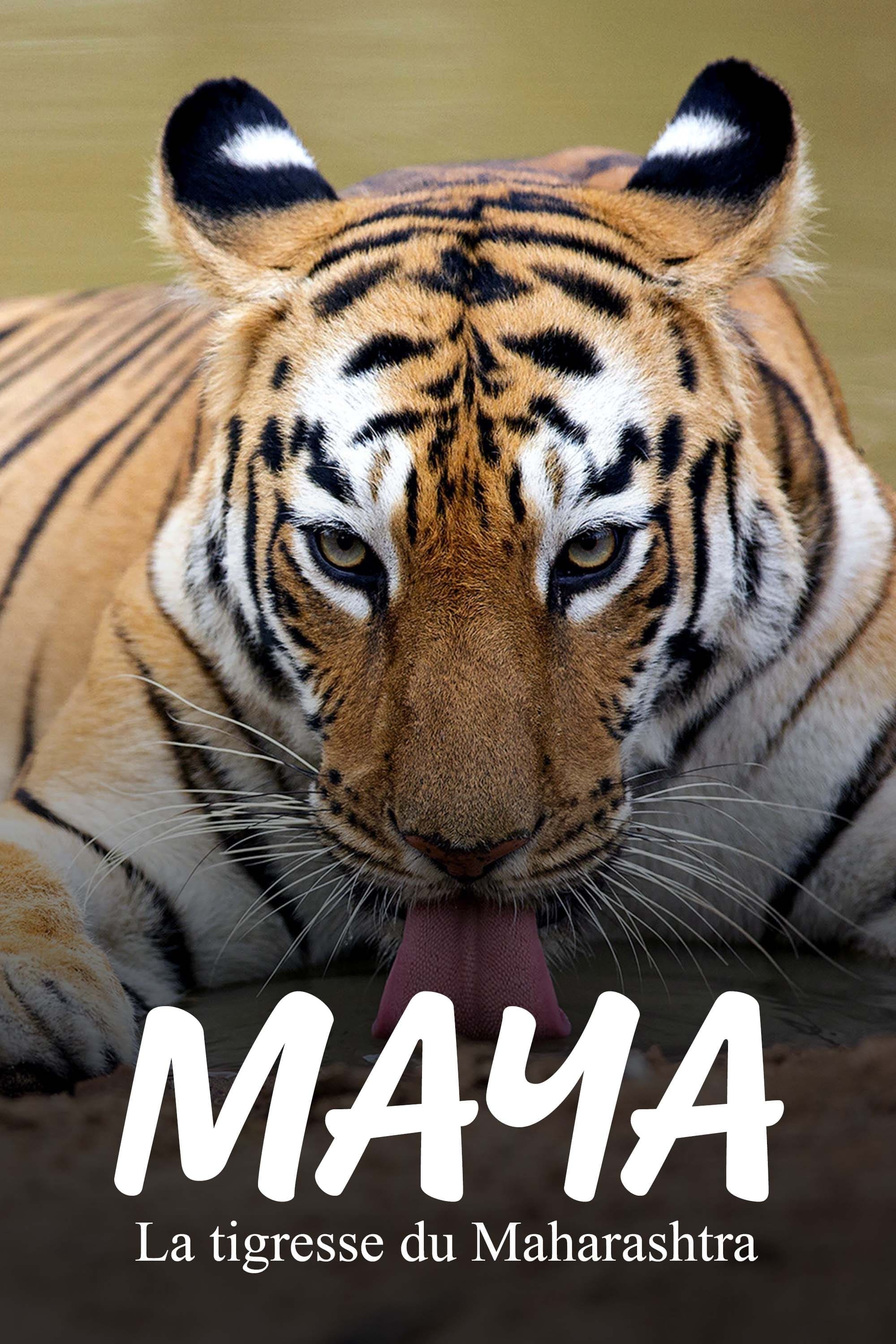 Maya, la tigresse du Maharashtra
