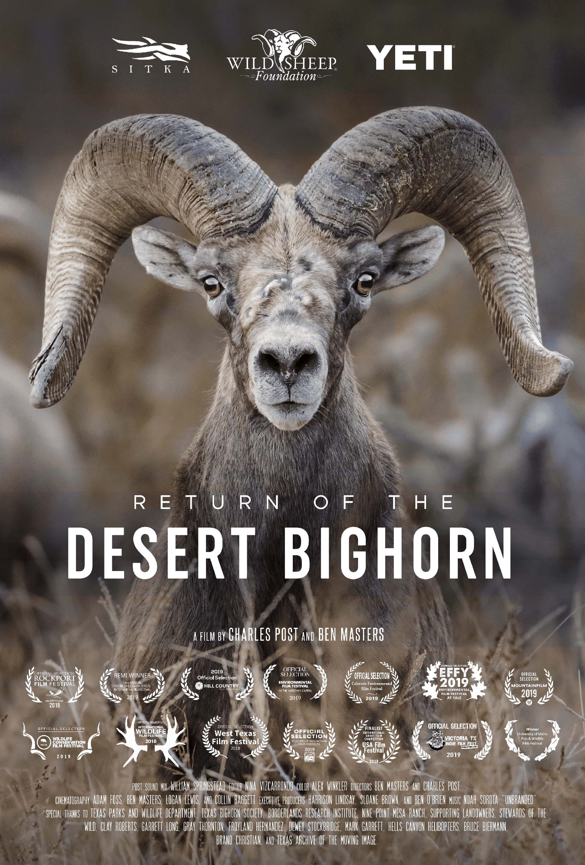 Return of the Desert Bighorn