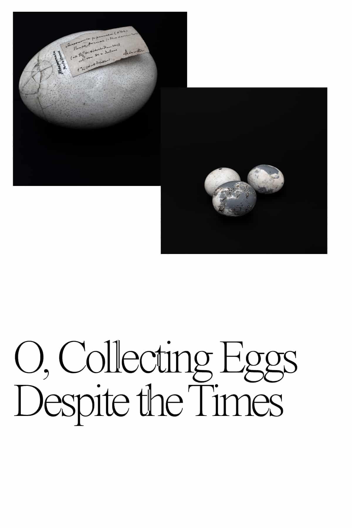 O, Collecting Eggs Despite the Times