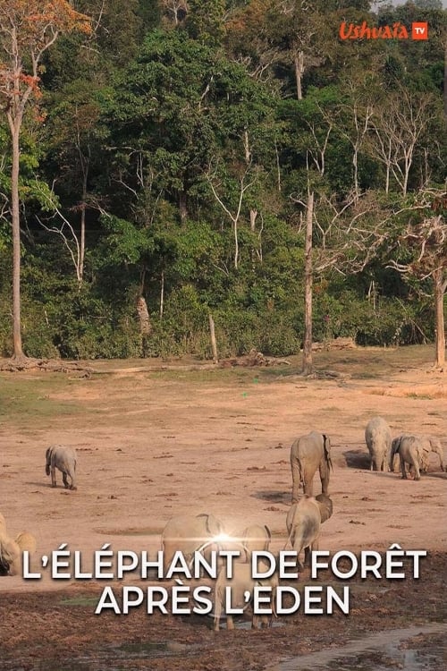 L' éléphant de forêt après l'éden