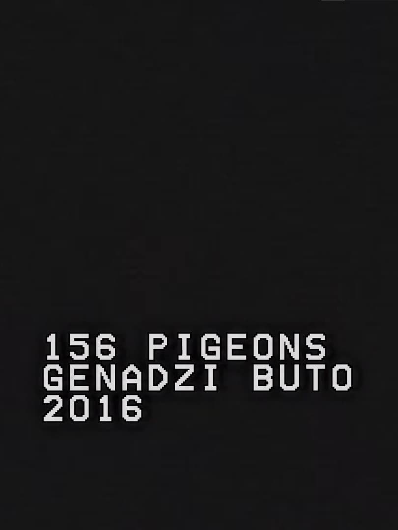 156 Pigeons