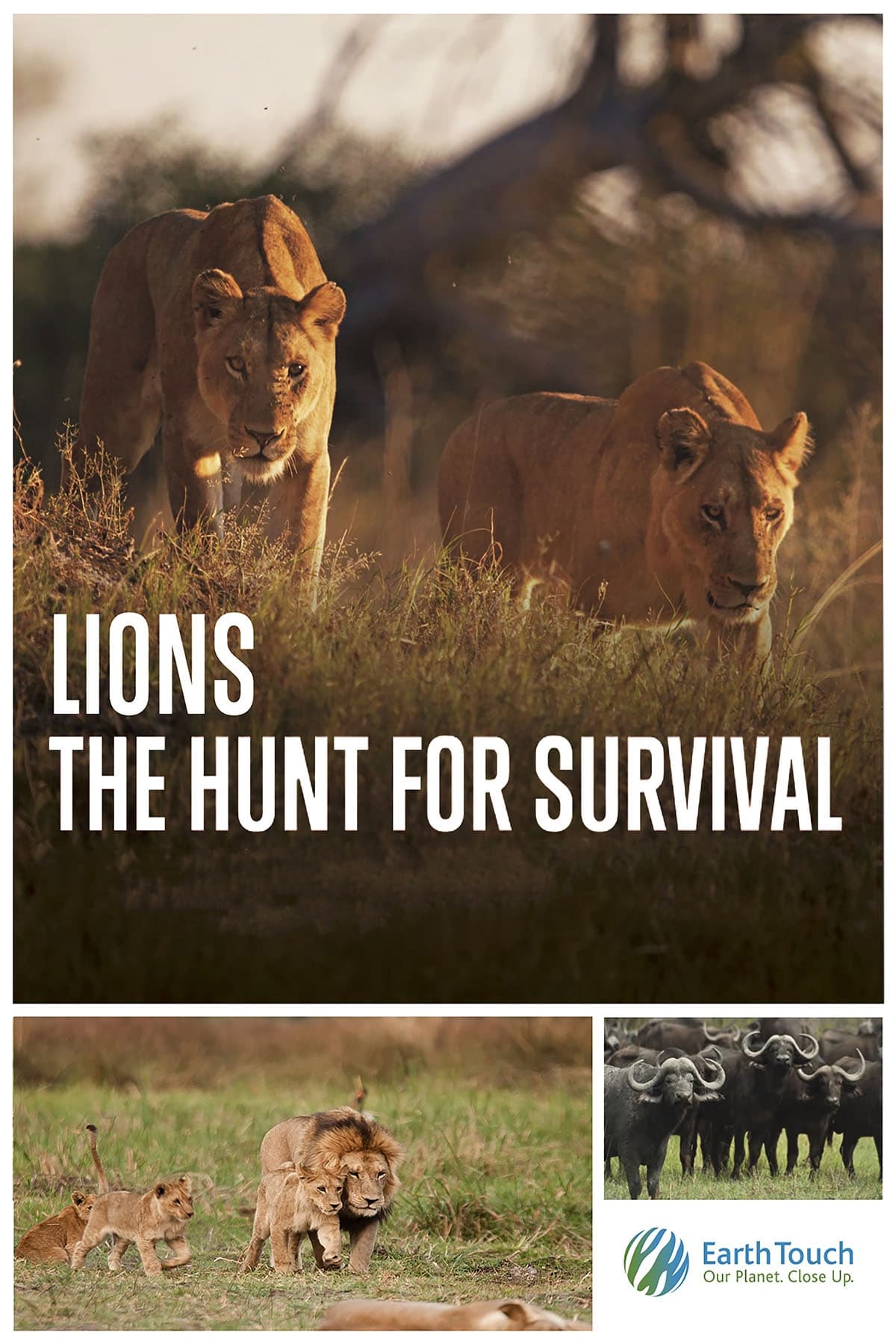 Lions: The Hunt for Survival