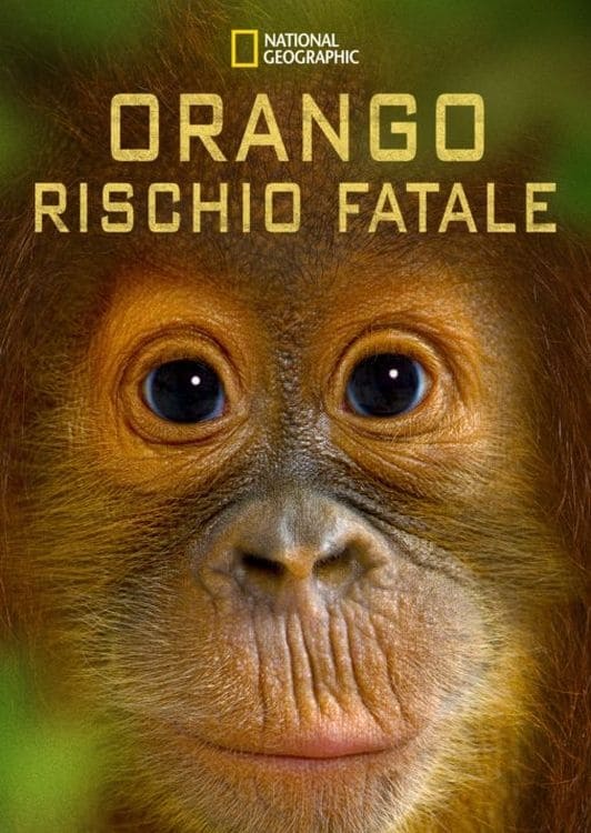 Orango rischio fatale