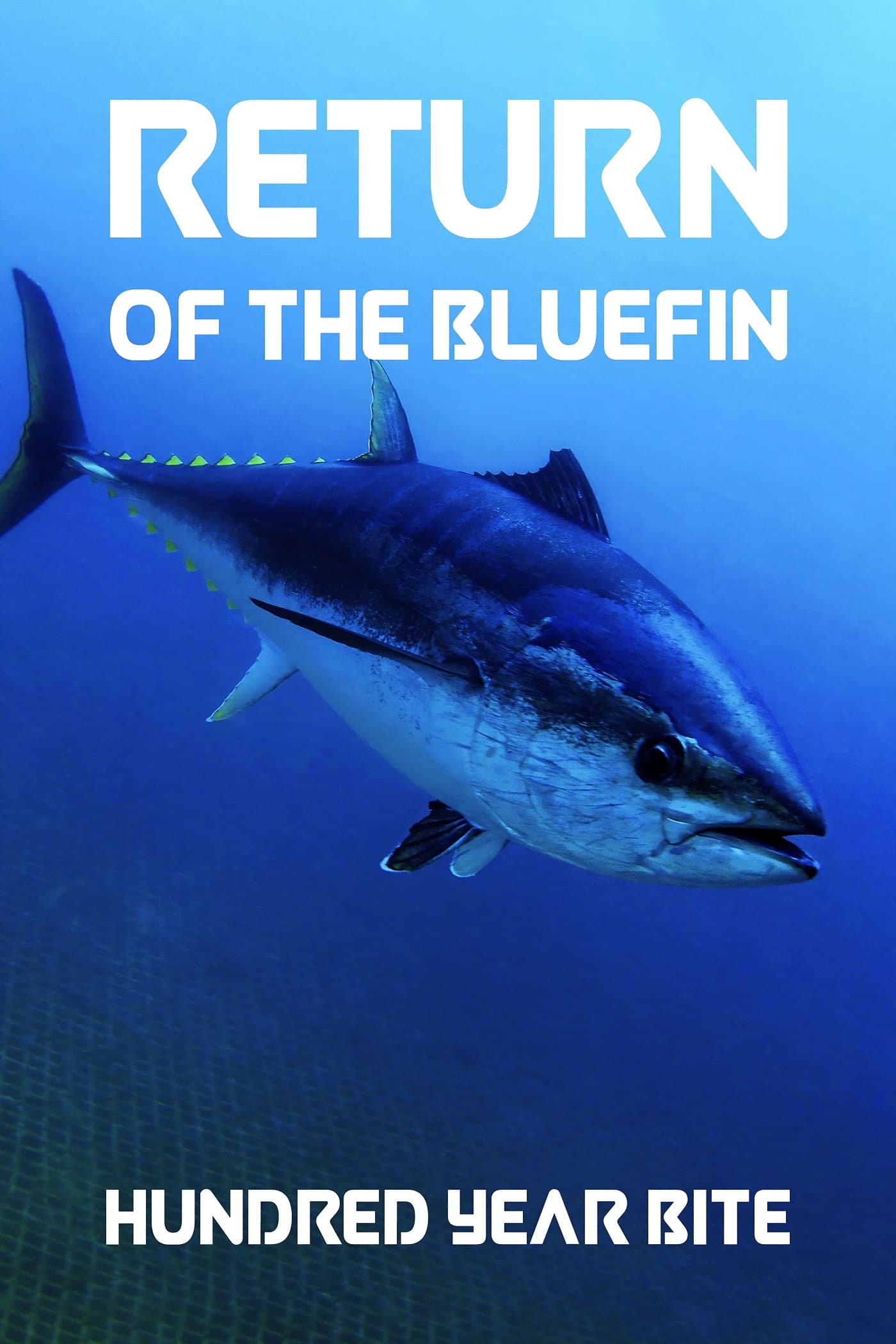 Return of the Bluefin: Hundred Year Bite