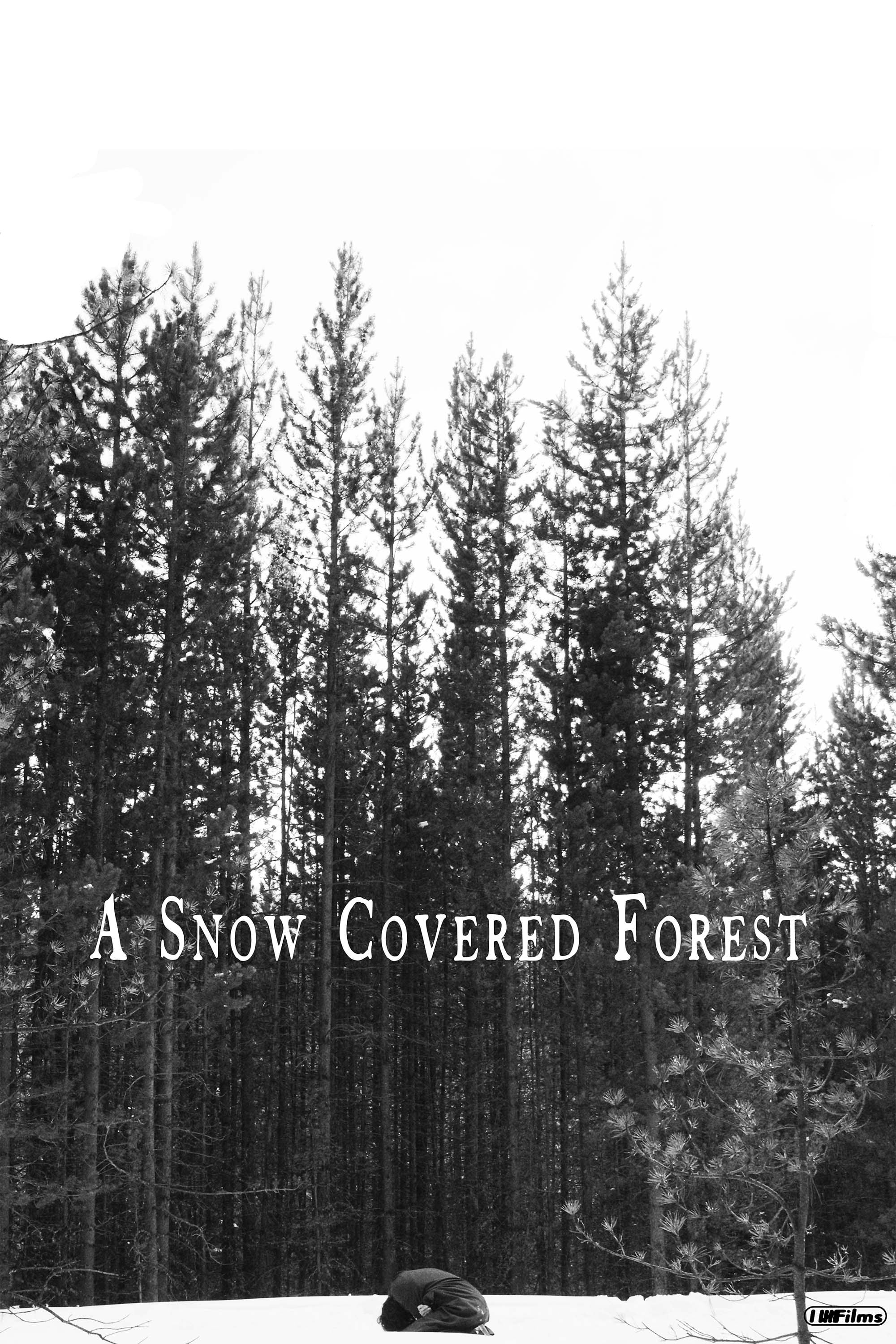 A Snow Covered Forest