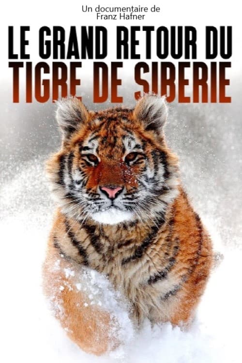The Great Return of the Siberian Tiger