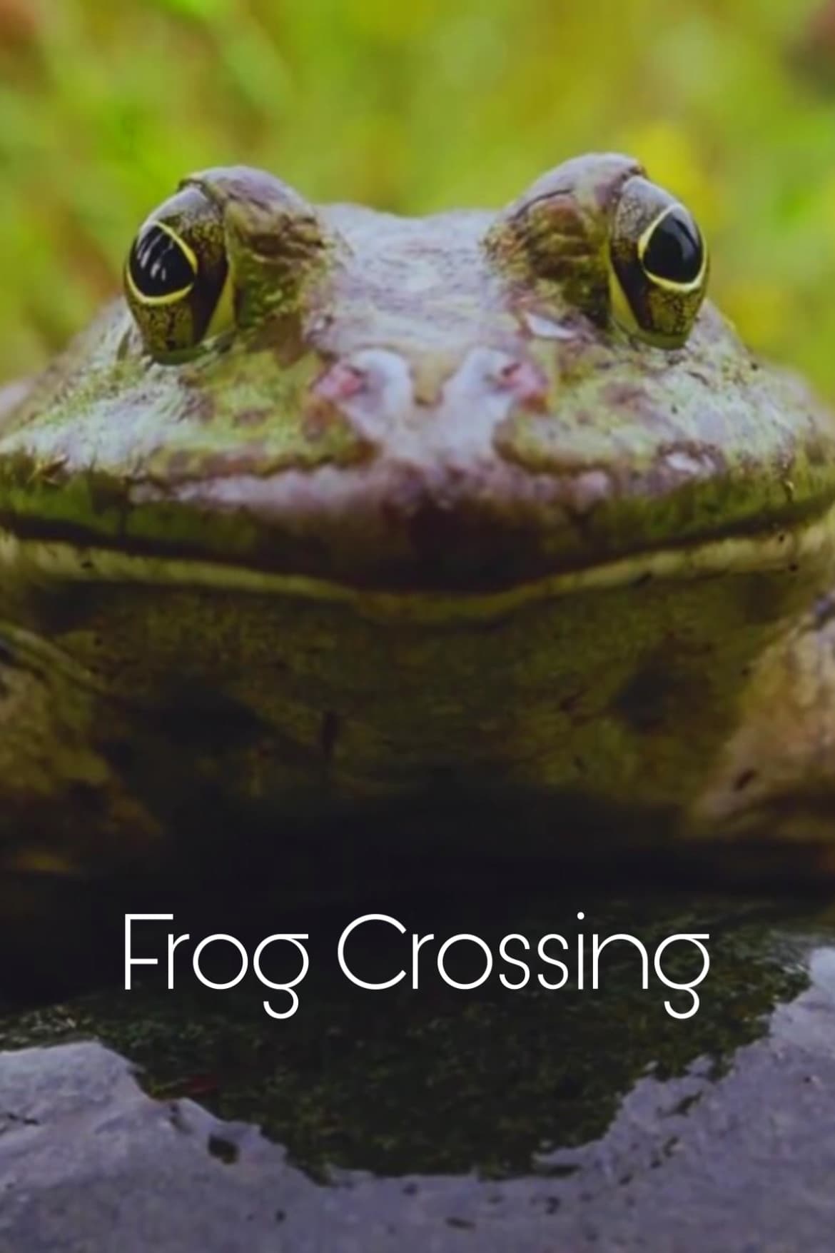 Frog Crossing