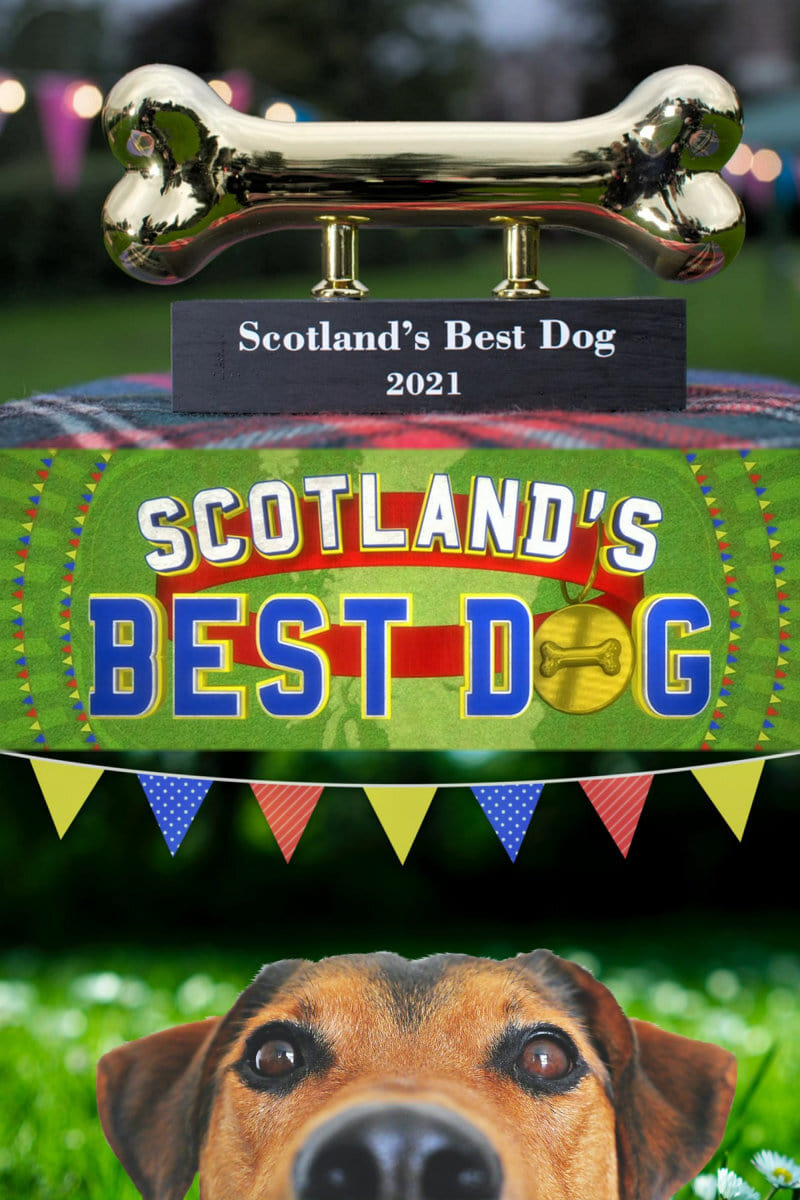 Scotland’s Best Dog