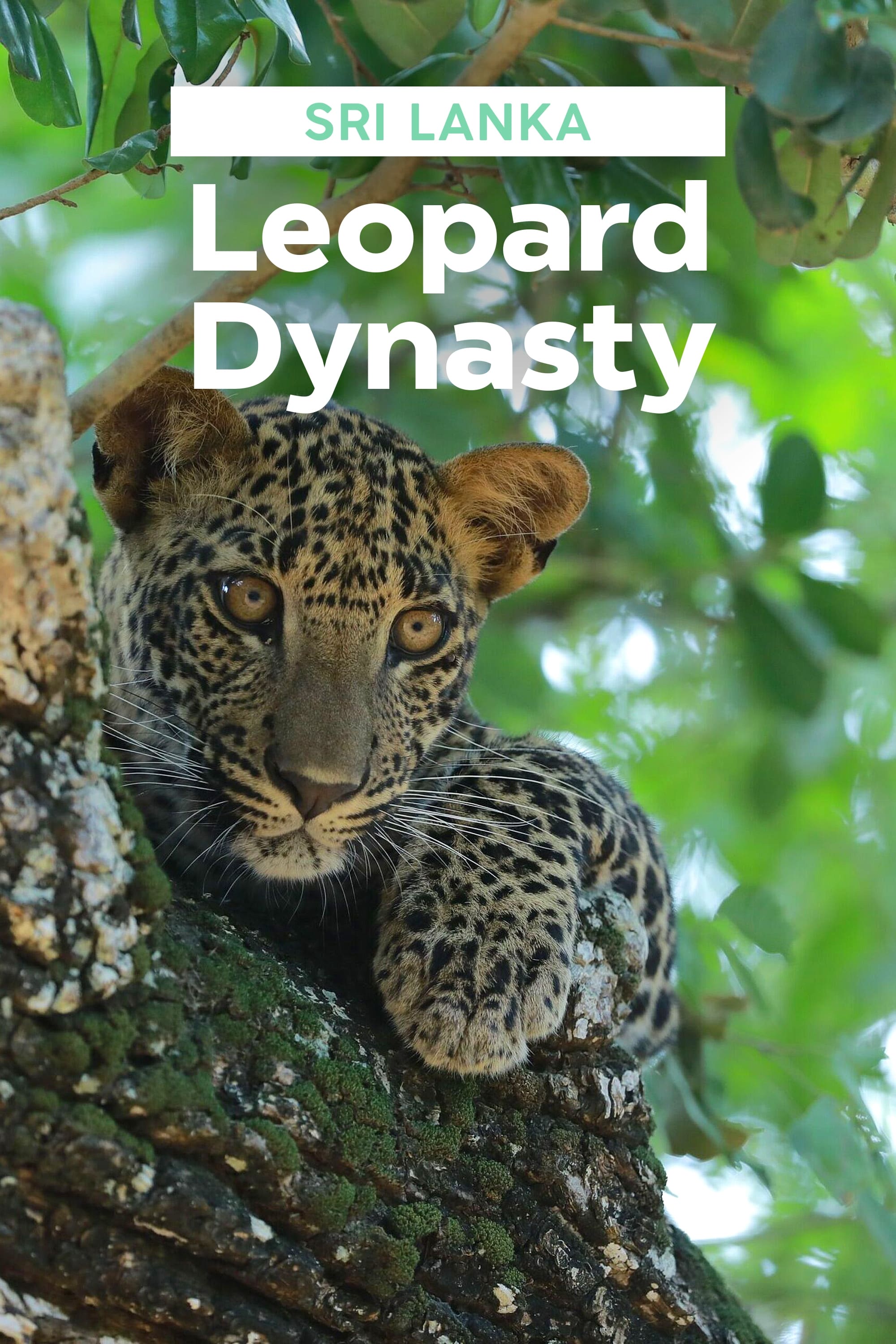 Sri Lanka: Leopard Dynasty