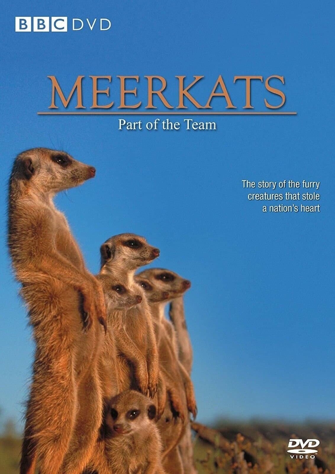Meerkats: Part of the Team