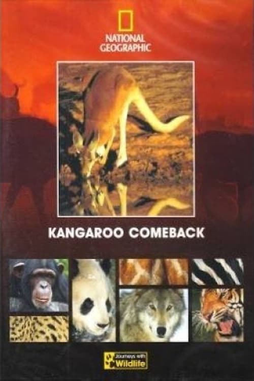 Kangaroo Comeback
