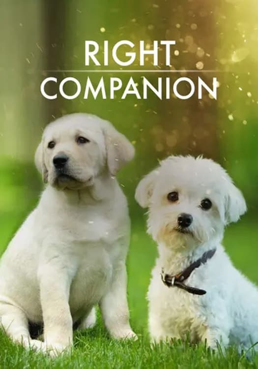 The Right Companion