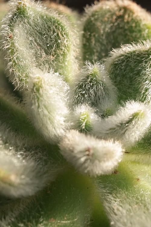 Cactus Touch