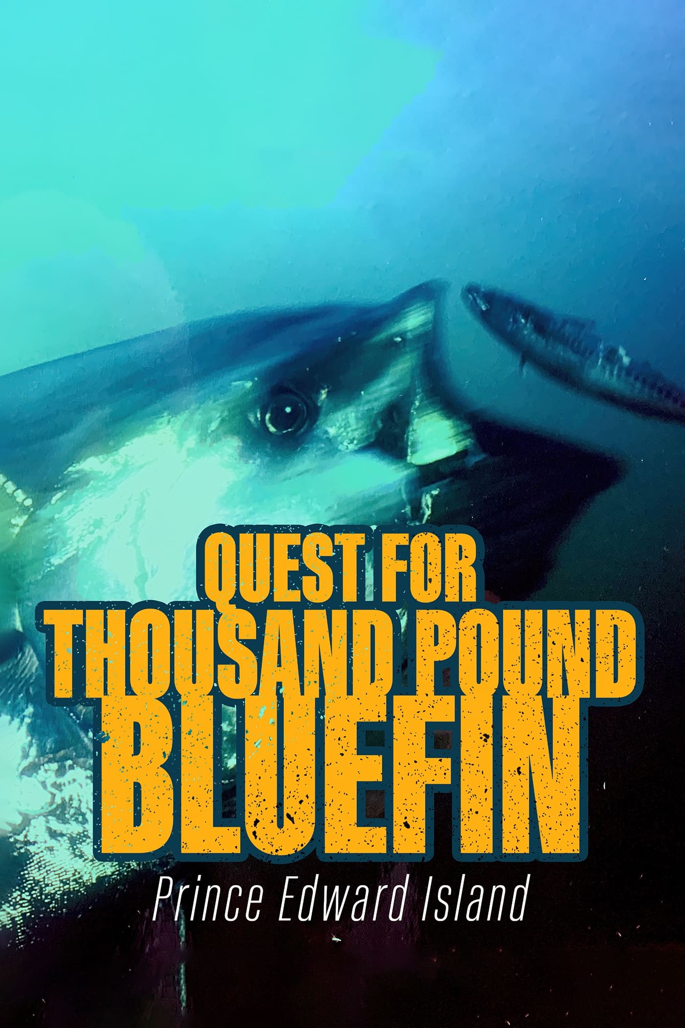 Quest for Thousand-Pound Bluefin: Prince Edward Island