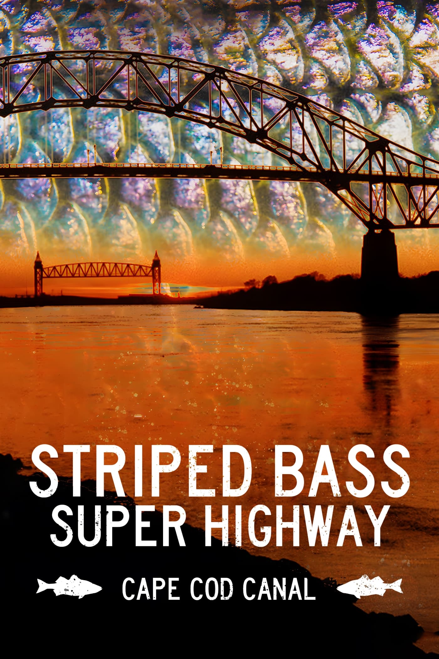 Striped Bass Super Highway: Cape Cod Canal