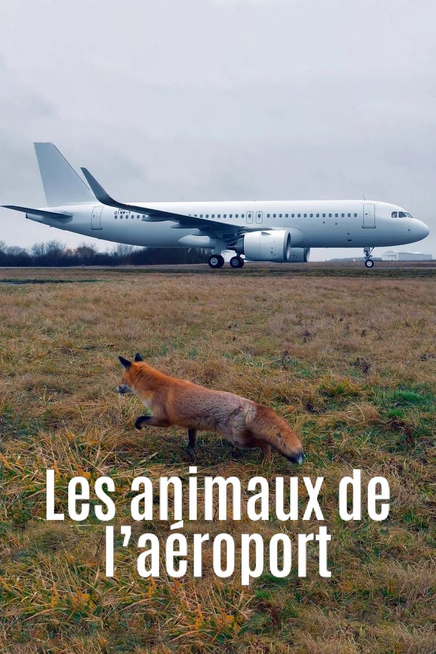 Airport Animal Stories