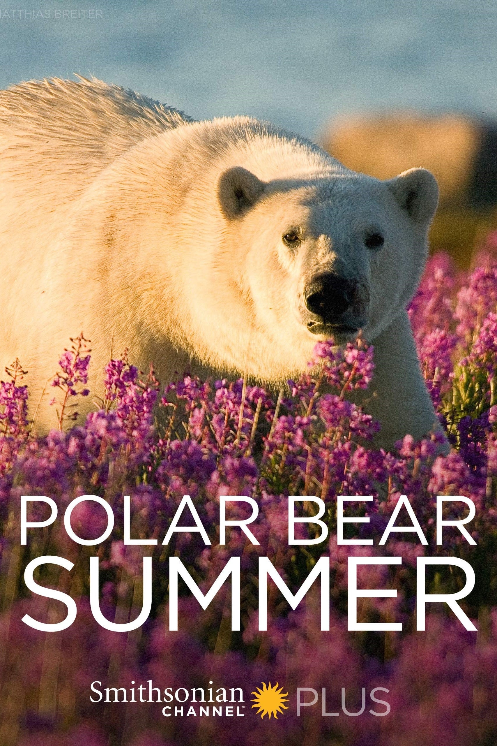 Polar Bear Summer