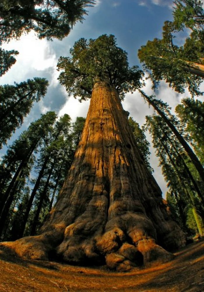 Redwoods: Anatomy of a Giant