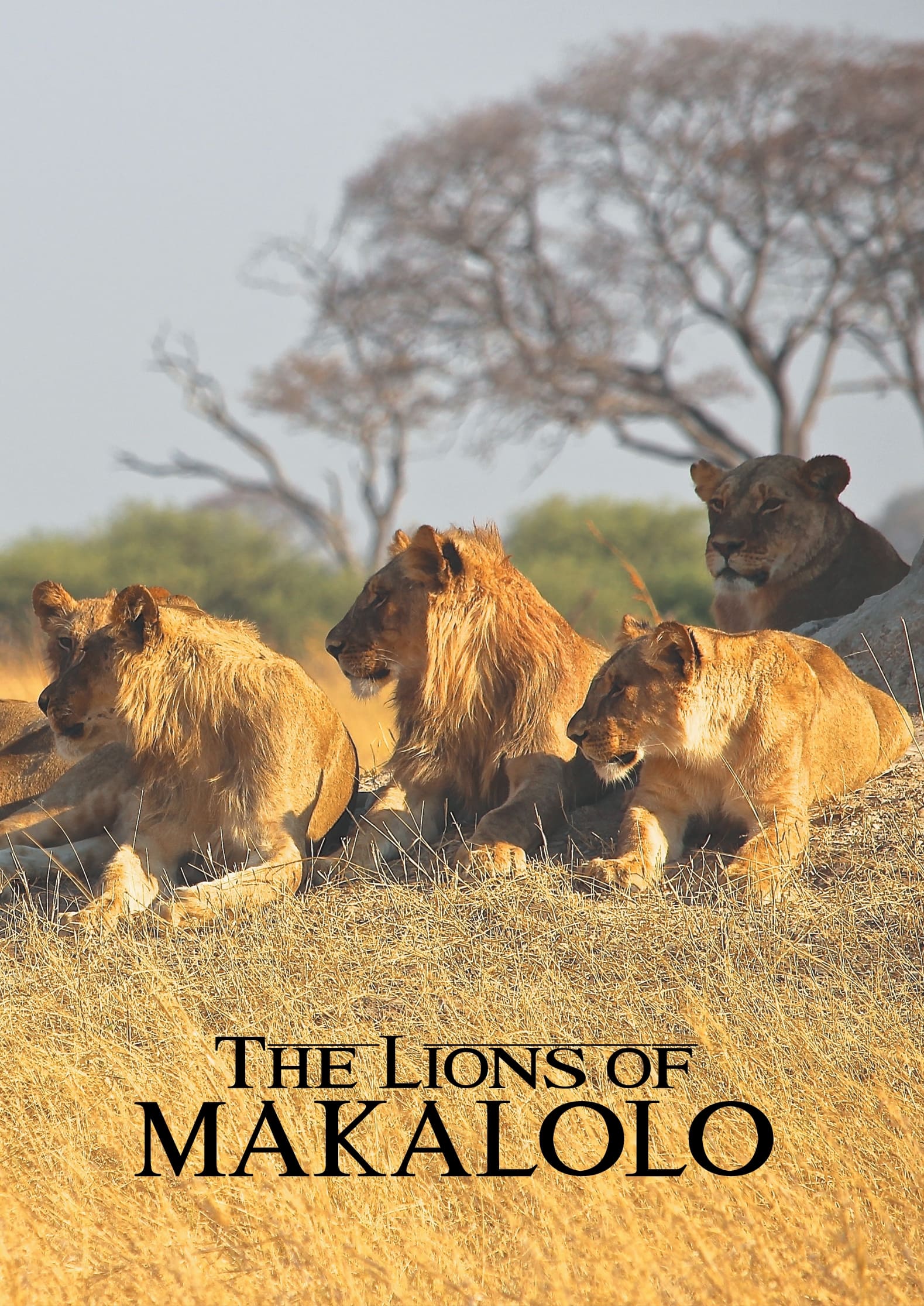 The Lions of Makalolo