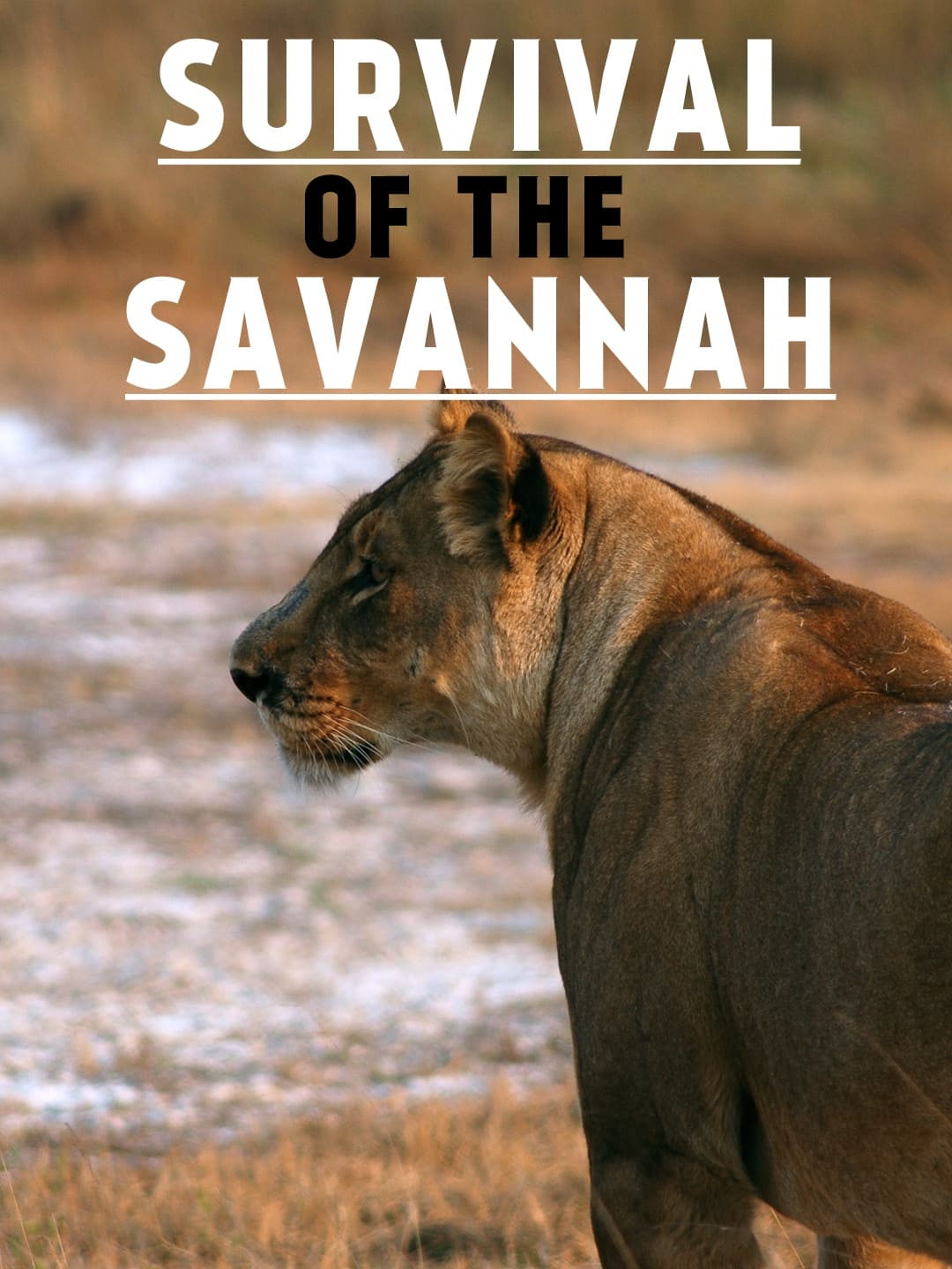 Survival on the Savannah